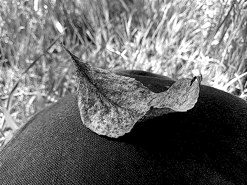 Atkinson dithering. Una hoja se posa sobre mi rodilla con delicadeza.
